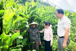 Từng bước hình thành chuỗi sản xuất - chế biến - tiêu thụ bền vững cây dong riềng