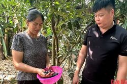 Minh Tâm phát triển, duy trì 56 ha trám đen