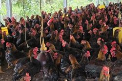 Chăn nuôi đúng quy định để bảo vệ môi trường và sức khỏe cộng đồng
