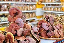 Dược liệu vùng cao Đà Nẵng tìm đường ra thị trường, mở sinh kế cho người dân