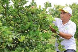 Từ quả chanh đến chuỗi giá trị tuần hoàn