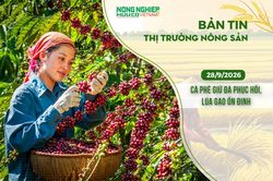 Thị trường nông sản 28/9/2026: Cà phê giữ đà phục hồi, lúa gạo ổn định