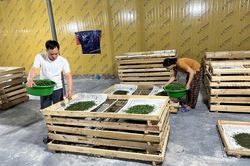 Cao Bằng: Cây dâu tằm - sinh kế thoát nghèo ở xã Hưng Đạo