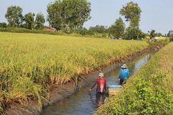 Cà Mau: Nâng cao giá trị kinh tế từ mô hình 'con tôm ôm cây lúa'