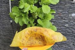 Quán bánh xèo có vườn rau sân thượng, khách ăn tự hái thỏa thích