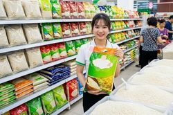 Giá lúa gạo hôm nay 29.9.2026: CL 555 giữ giá, xuất khẩu chịu sức ép