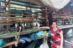 An Giang: Gương phụ nữ khởi nghiệp từ mô hình nuôi dê sinh sản và thương phẩm