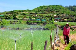 Bờ đá núi lửa tạo nên những thửa ruộng bậc thang độc đáo ở Lý Sơn
