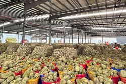 Xuất khẩu rau quả đạt gần 7,4 tỷ USD trong 9 tháng năm 2026