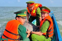 Ngư dân chủ động giao nộp, thả cá thể vích nặng 70kg về biển về môi trường tự nhiên