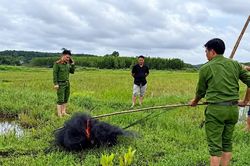 Tấn công 'ma trận' bẫy chim trên những cánh đồng Quảng Trị