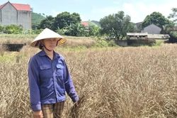 Lũ rút, hàng trăm ha cây trồng ở Thanh Hóa héo úa, thối gốc