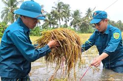 Dân quân địa phương lội nước cùng dân gặt lúa chạy ngập