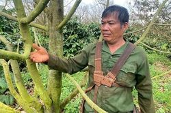 Hơn 12ha sầu riêng bỗng nhiên 'chết đứng', nhiều hộ dân mất tiền tỷ
