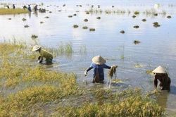Mực nước sông Cửu Long lên cao, nguy cơ ngập lụt gia tăng