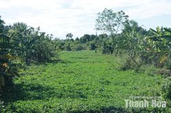 Dòng chảy kênh Nhà Lê bị bủa vây bởi rác, bèo