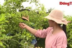 Nông nghiệp đô thị - Hướng đi mới ở Long Thuận