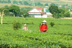 Chủ động phòng, chống sâu bệnh hại trong sản xuất nông nghiệp