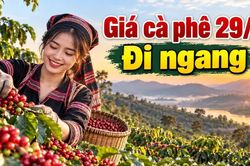 Giá cà phê hôm nay 29/9/2026: Đi ngang sau nhịp phục hồi mạnh