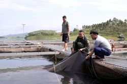 Phát triển thủy sản ở Tân Lĩnh: Cần gỡ những điểm nghẽn