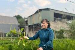 Trồng rừng đạt 94,6% kế hoạch năm