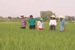Nhân rộng diện tích lúa cấy theo mô hình giảm phát thải