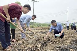 Bắc Quang phát động trồng cây vụ Đông năm 2026