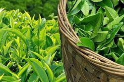Giá chè Việt xuất sang Mỹ tăng hơn 30%