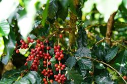 Cà phê Tây Nguyên neo trên 93.000 đồng/kg, thị trường thế giới bứt phá