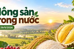 Nông sản trong nước 29/9: Cà phê, hồ tiêu đi ngang; gạo nguyên liệu tăng nhẹ