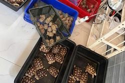 Truy quét tội phạm buôn bán trái phép động vật, thực vật hoang dã