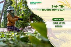 Thị trường nông sản 29/9/2026: Cà phê, hồ tiêu đi ngang