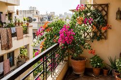 Ban công hướng Tây nắng như đổ lửa, trồng cây gì để vừa sống khỏe vừa đẹp?