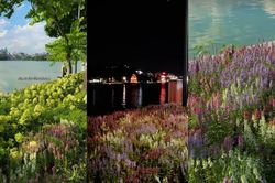 Hồ Gươm cập nhật hoa violet tím hồng, giới trẻ đi 'chụp ngày chụp đêm' đều đẹp