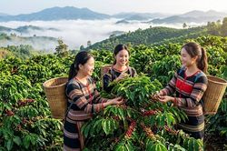 Giá cà phê hôm nay 30.9: Robusta bật tăng, thị trường trong nước phục hồi