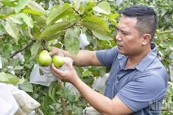 Quả ngọt trên vùng đất đồi Quỳ Hợp