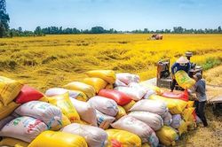 Việt Nam đơn giản hóa thủ tục xuất khẩu gạo từ tháng 10