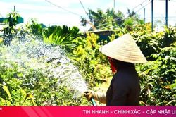 Cẩn trọng với giống cây ăn quả không rõ nguồn gốc