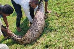 Bắt sống trăn khổng lồ dài 3,6 mét, nặng hơn 95 kg