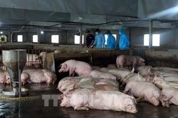 TP. Hồ Chí Minh thúc đẩy chăn nuôi tuần hoàn