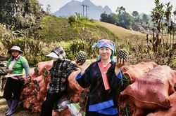 Pú Nhung: Từ đất lửa, xanh những mùa hy vọng