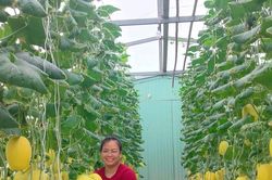 Triển vọng mô hình trồng dưa lưới ứng dụng công nghệ cao