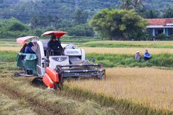 Thời tiết bất lợi, lúa hè thu mất mùa