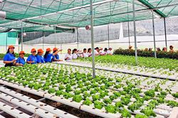 Nữ nông dân thành công với mô hình trồng rau thủy canh