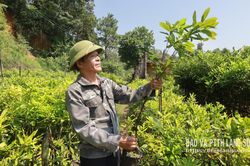 Để mắc ca vươn xa - Kỳ 3: Phát triển bền vững