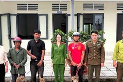 Người dân Lâm Đồng tự nguyện giao nộp 4 cá thể khỉ đuôi lợn về tự nhiên
