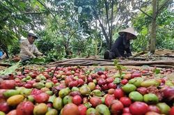 Giá cà phê hôm nay 30/9/2026: Tây Nguyên đồng loạt giảm 200 đồng, thấp nhất 93.000 đồng/kg