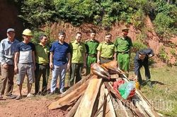 Tiêu hủy cá thể hoẵng là tang vật vi phạm quy định về quản lý động vật rừng