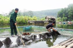 Chuyện ông Giang nuôi cá lồng