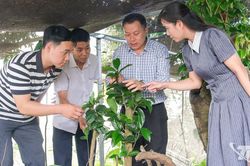 Đánh thức giá trị cây chè cổ giữa đại ngàn